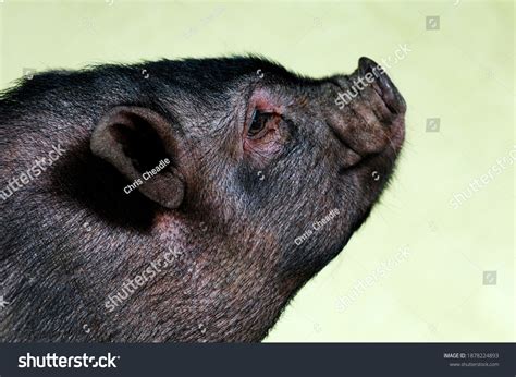 1,642 Black Pot Belly Pig Images, Stock Photos & Vectors | Shutterstock