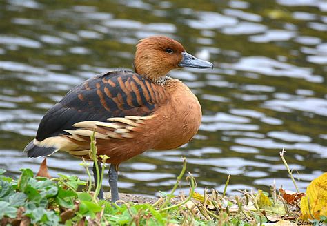 Fulvous Whistling Duck St James' Park, Costa Rica Travel, Love Birds ...