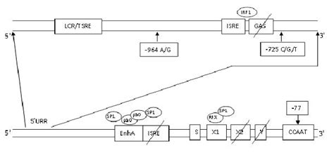 Structure Of The Promoter Region Of The Hla G Gene The Hla G Promoter