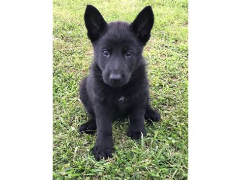 German Shepherds Puppies 800 Lexington Puppies For Sale Near Me