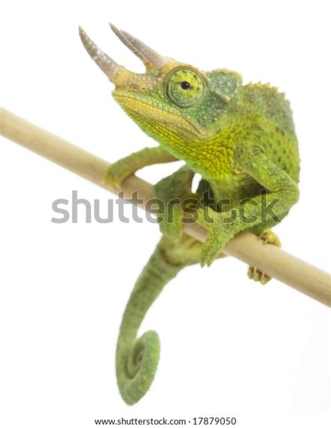 Male Chameleon Chamaeleo Jacksonii On White Stock Photo (Edit Now) 17879050