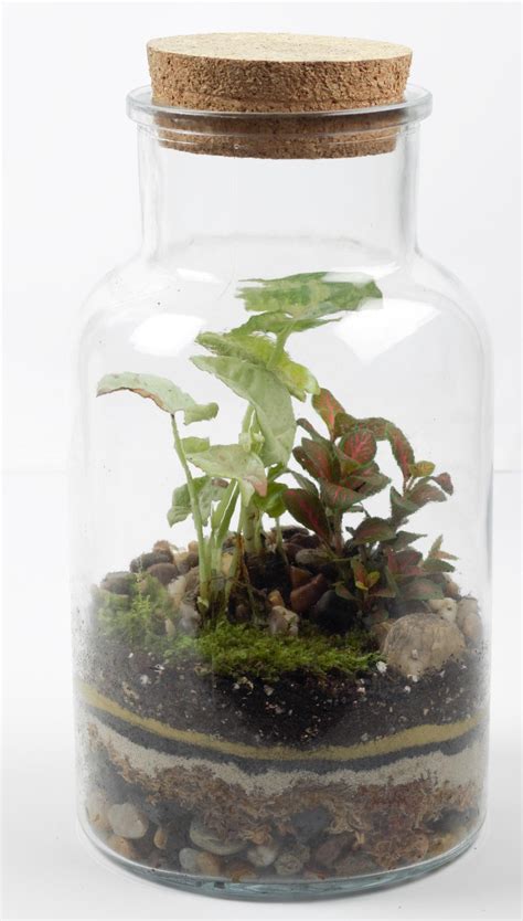 Georgia Large Closed Jar Terrarium Plant Homewares