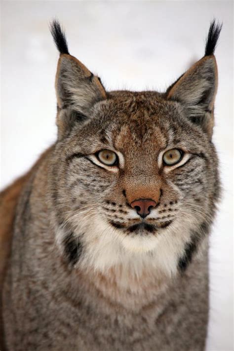 Baby Canadian Lynx Stock Photo Image Of Young Background 11975932