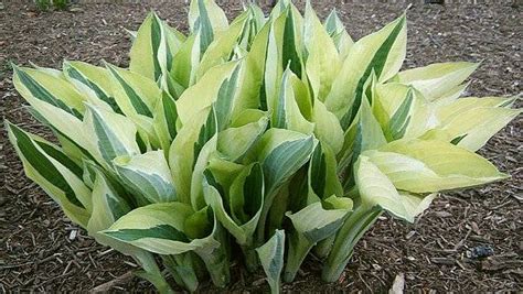 Hosta Yellow Polka Dot Bikini Paradiset Interi R