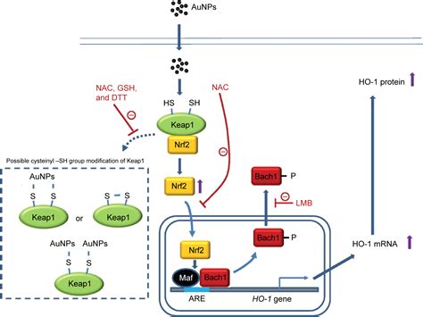 Gold Nanoparticles Induce Heme Oxygenase 1 Expression Through Nrf2