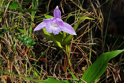 Sobralia Orchidee Naturbilder Bei Wildlife Media