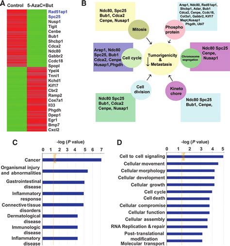 Treatment With DNMT And HDAC Inhibitors Differentially Regulates Genes