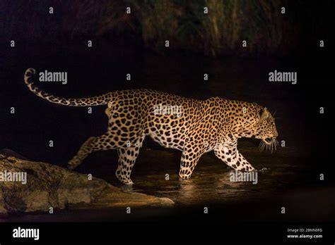 Panthera Crossing Hi Res Stock Photography And Images Alamy