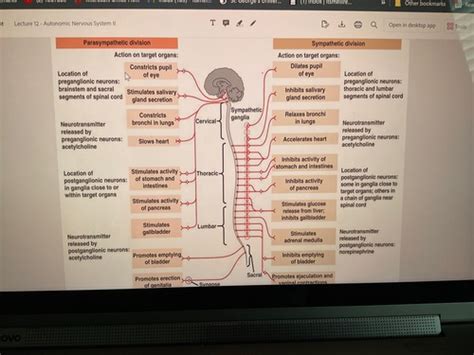 CFP Physiology Block 2 Flashcards Quizlet