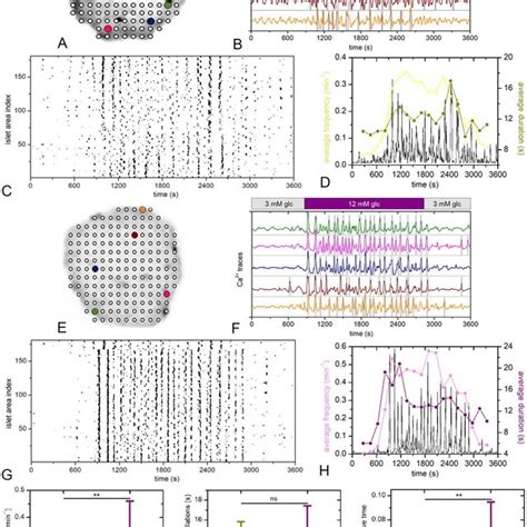 Glucose Stimulated Ca 2 I Oscillations In Human Islets Islets