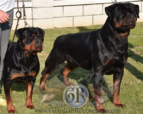 Lendo Of Nicolas Lion Guardian Rottweilers