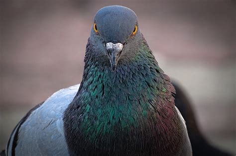 Gambar Burung Merpati Newstempo