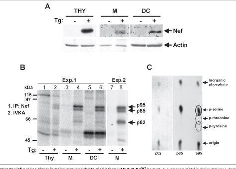 Figure 1 From Activation Of P21 Activated Kinase 2 And Its Association With Nef Are Conserved In