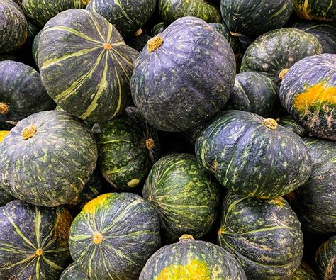 10 Types Of Squash Every Gardener Should Know – And Grow! | Gardening ...