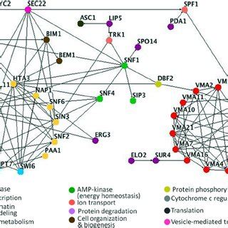 Interactome Map Of Genes Identified In Edelfosine Sensitive Screen