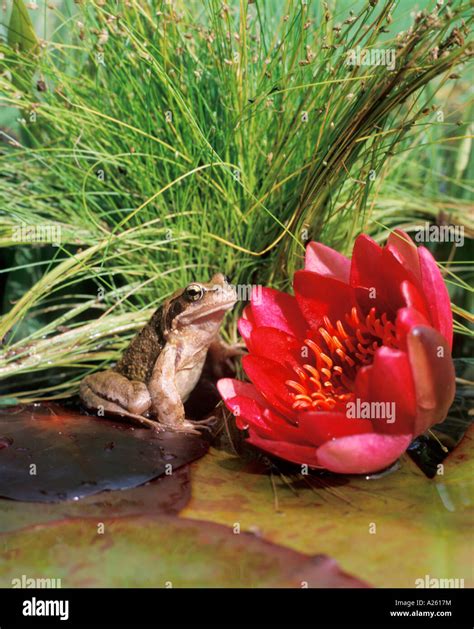 COMMON FROG RANA TEMPORARIA SITTING ON LILYPAD SIDE VIEW Stock Photo