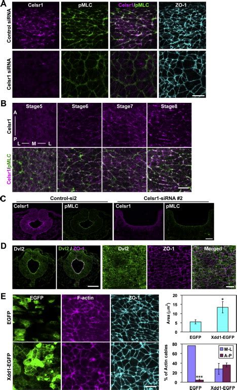 Planar Cell Polarity Links Axes Of Spatial Dynamics In Neural Tube