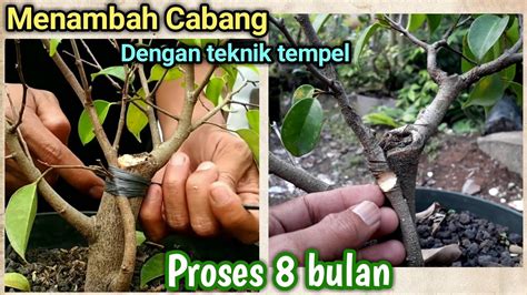 Menambah Cabang Dengan Teknik Tempel Bonsai Beringin Lokal Ficus