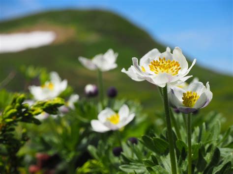 【焼石岳】今年も素敵なお花畑でした【東焼石岳】 いぬぼんさんの焼石岳・兎森山・鷲ヶ森山の活動日記 Yamap ヤマップ