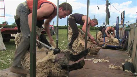 Blood Sweat And Shears The Gritty Reality Of Sheep Shearing Hd2