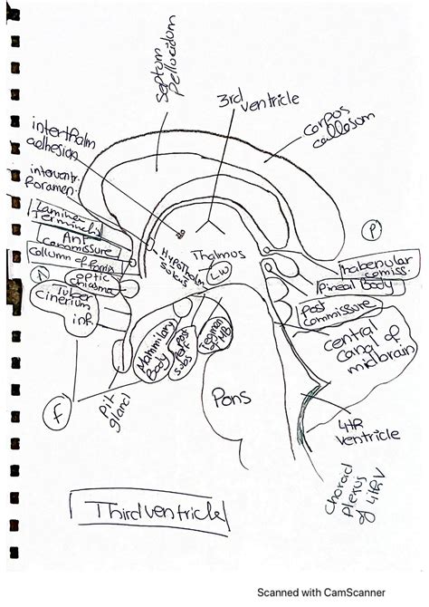 SOLUTION Cns Anatomy Drawings Ventricles Limbic System Brainstem