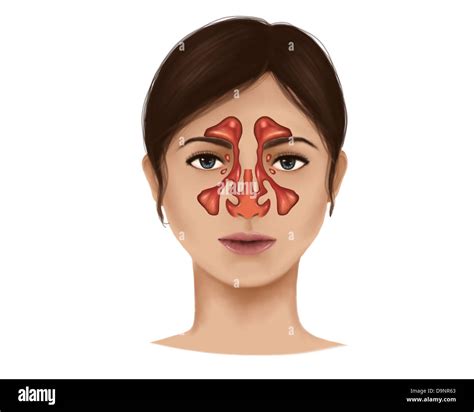 Anatomía De Los Senos Nasales Fotografía De Stock Alamy