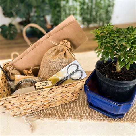 Bonsai Take Home Kits — Bonsai Bai Me
