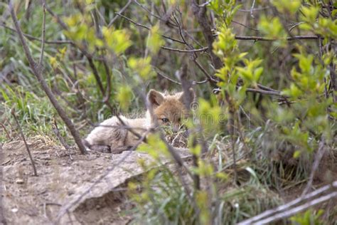 Fox Kits Near Den Stock Photo Image Of Curious Animal 150148140