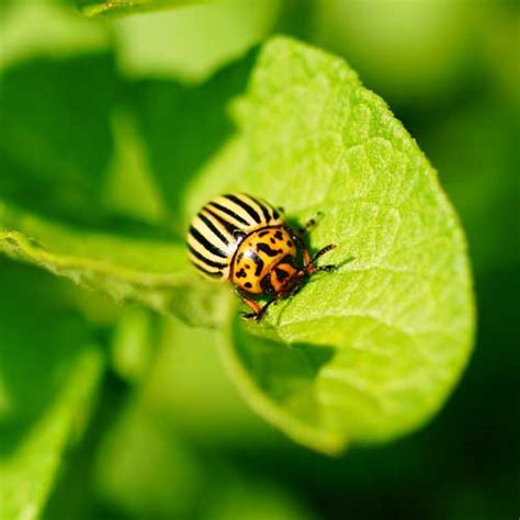 Potato Planting Season Harvesting And Curing Guide