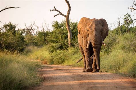 Hlane Royal National Park Tour Rhino Walk From Maputo