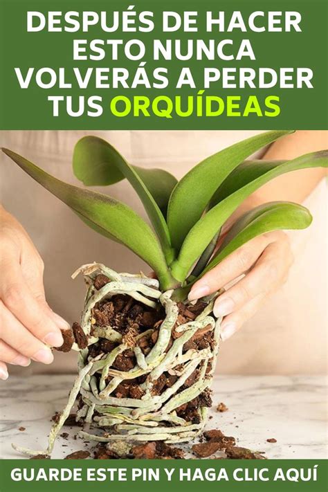 Quieres Aprender A Cultivar Orqu Deas Haga Clic En La Imagen