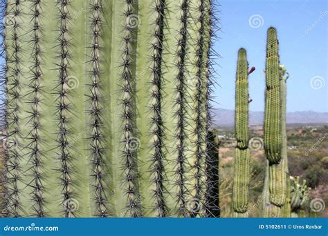 Mexican cacti stock image. Image of nature, drought, cactus - 5102611