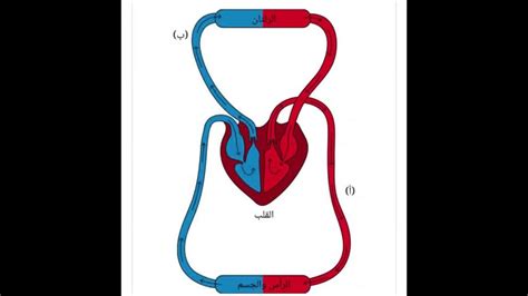 تانية ث حل اسئلة بنك المعرفة القلب و الاوعية الدموية النقل في الانسان