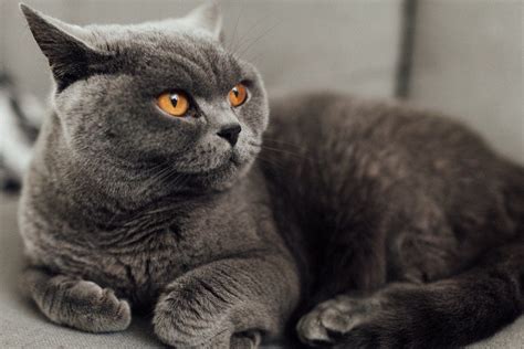 Calm Cat Breeds For A More Serene Home Litter Robot