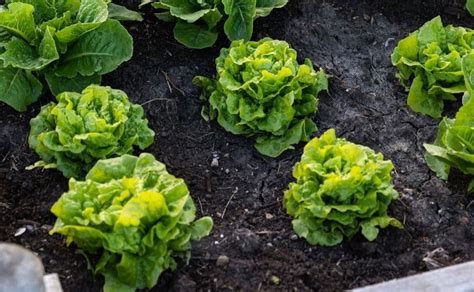 Tom Thumb Butterhead Lettuce Seeds Lactuca Sativa Buttercrunch Bibb