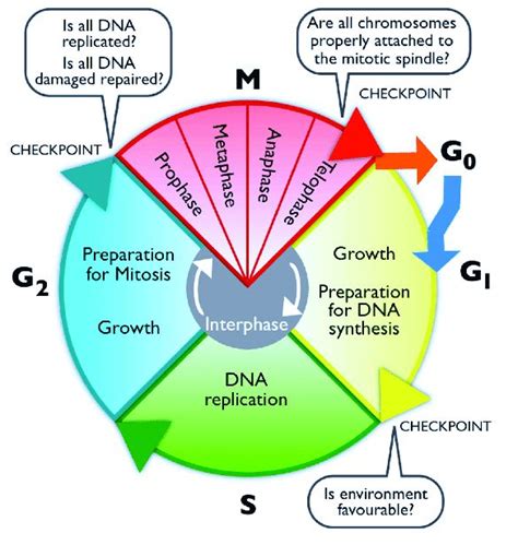 Cell Cycle With Checkpoints Diagram