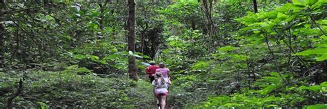 BALI JUNGLE TREKKING TOUR | BALI FOREST TREKKING TOURS