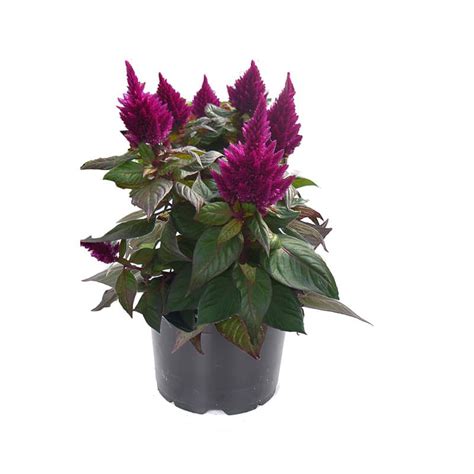 Celosia Kelos Fire Purple Les Serres Michel Van De Walle Inc