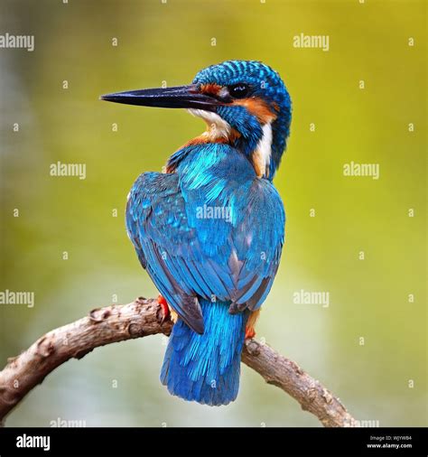 Beautiful Blue Kingfisher Bird Male Common Kingfisher Alcedo Atthis