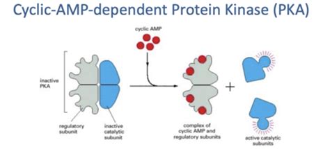 Signal Transduction II Flashcards Quizlet