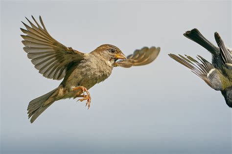 Moineau et mésange A9 6211 DxO Sony A9 Sony FE 200 600 G Flickr