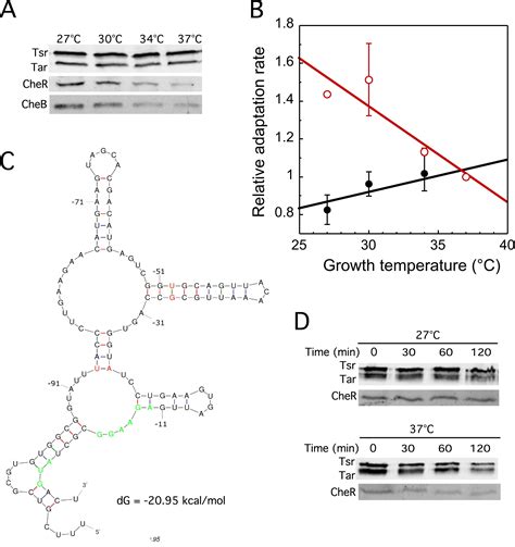 Thermal Robustness Of Signaling In Bacterial Chemotaxis Cell