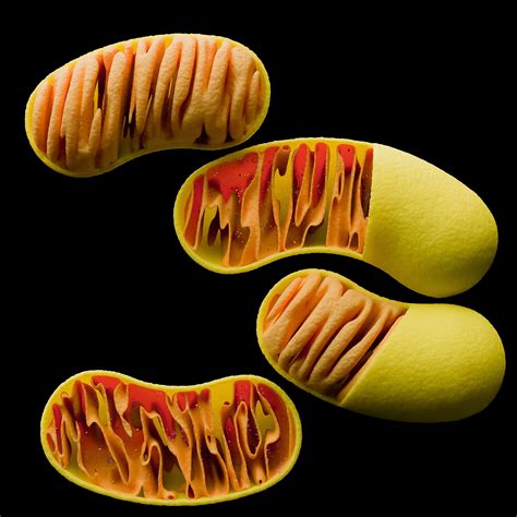 mitochondria