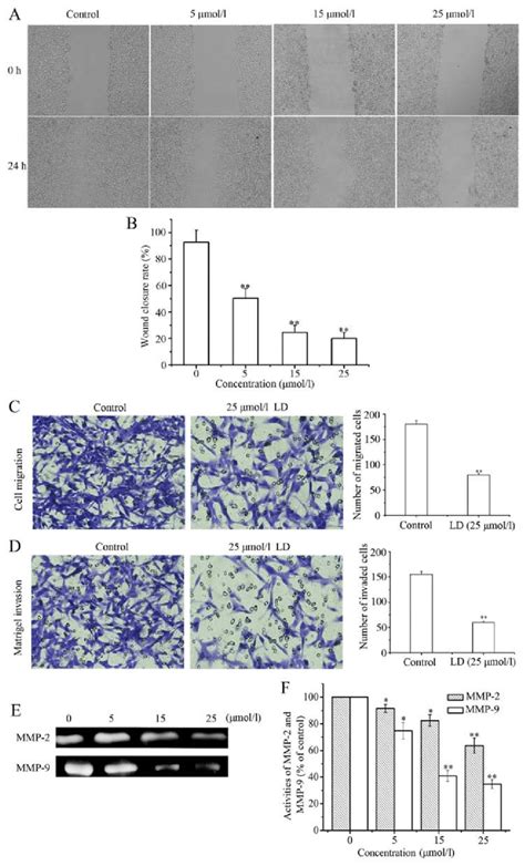 Licochalcone D Ld Decreases A375 Cell Migration And Invasion A