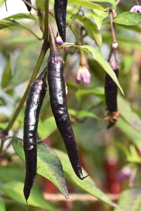 Cayenne Purple Chilli Pepper Seed Capsicum Annuum Buy Online