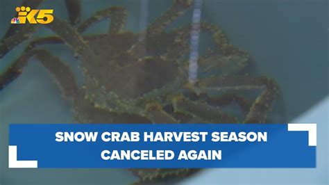 Alaska Cancels Snow Crab Harvest Again Due To Population Concerns Youtube