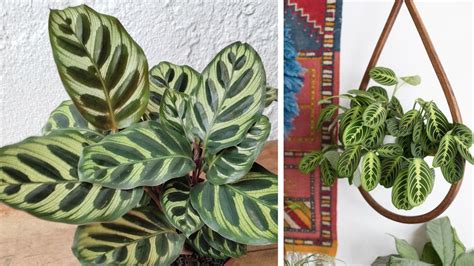 24 Plantas que não precisam de sol direto para ter em casa