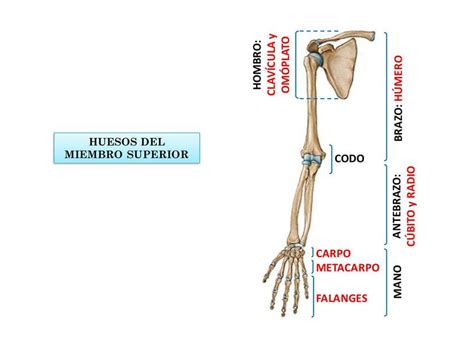 Esqueleto Del Miembro Superior ALIN JASSIVY BASILIO RESENDIZ UDocz