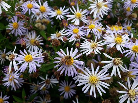 Hairy White Oldfield Aster Symphyotrichum Pilosum Flowers Growing In