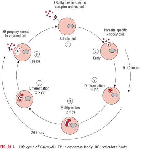 Chlamydia General Properties Growth And Multiplication